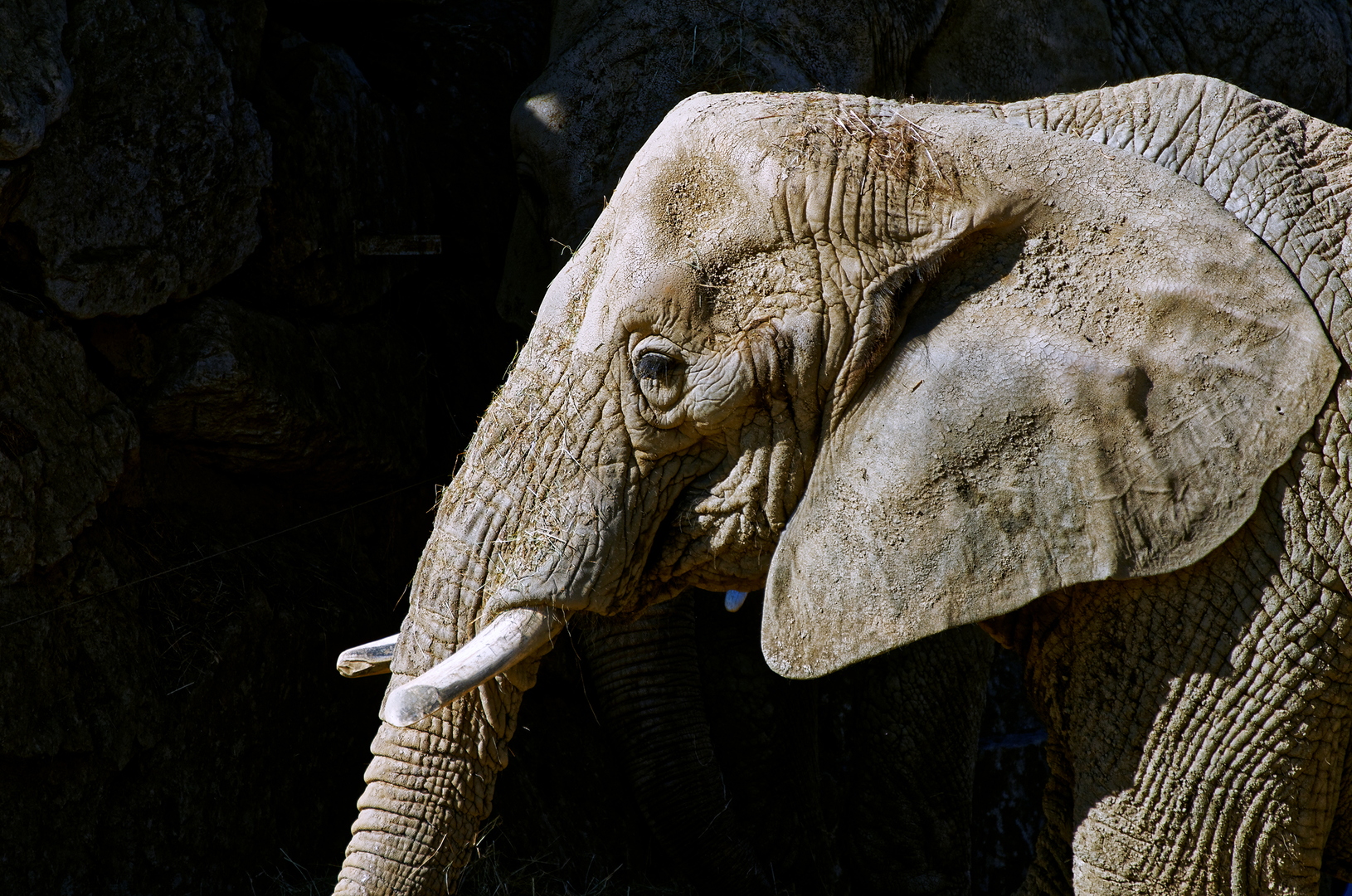 Éléphant d'Afrique - DSC_0138_DxO.jpg