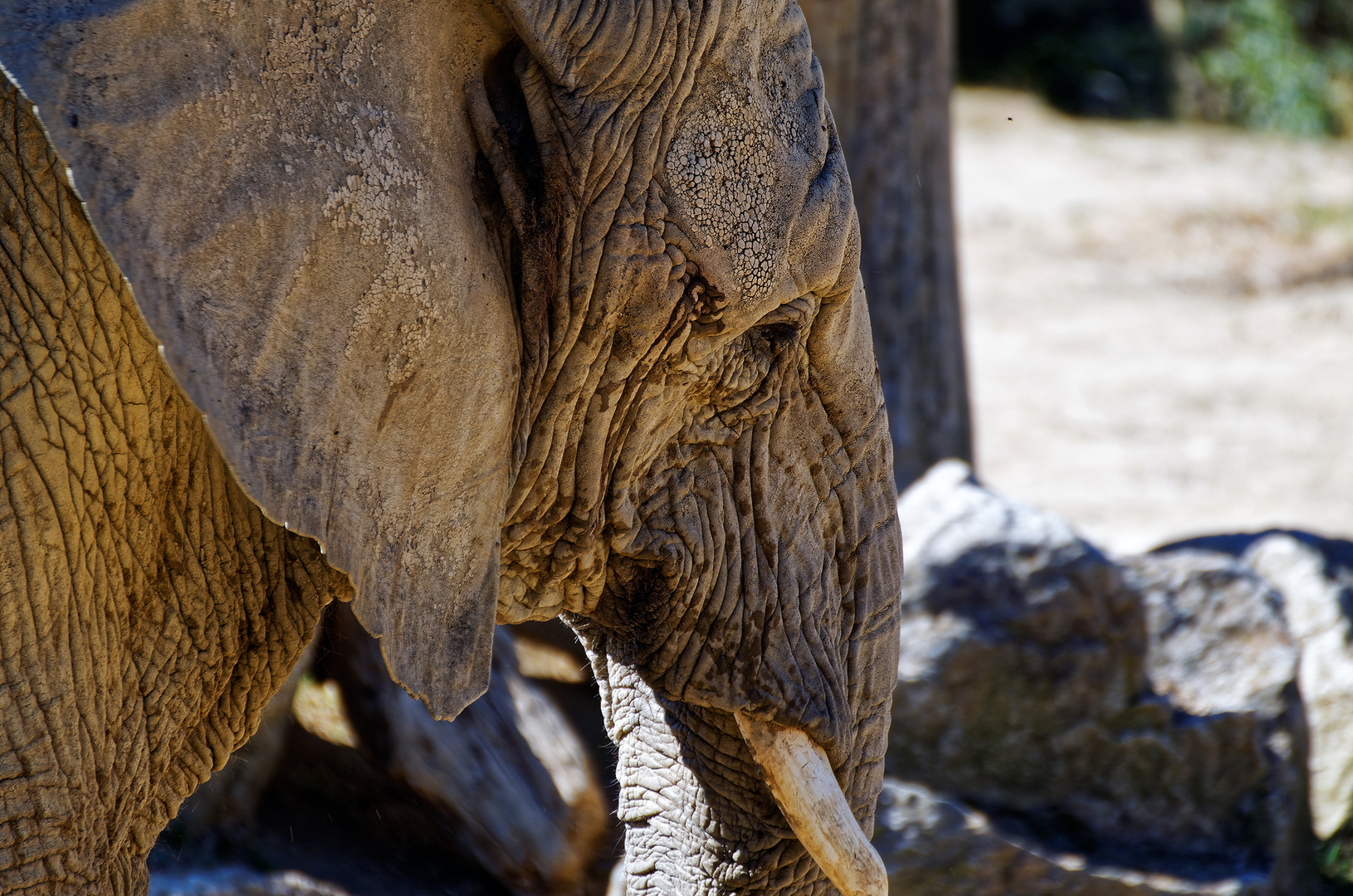 Éléphant d'Afrique - DSC_0177_DxO.jpg