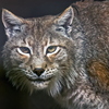 Lynx d'Eurasie