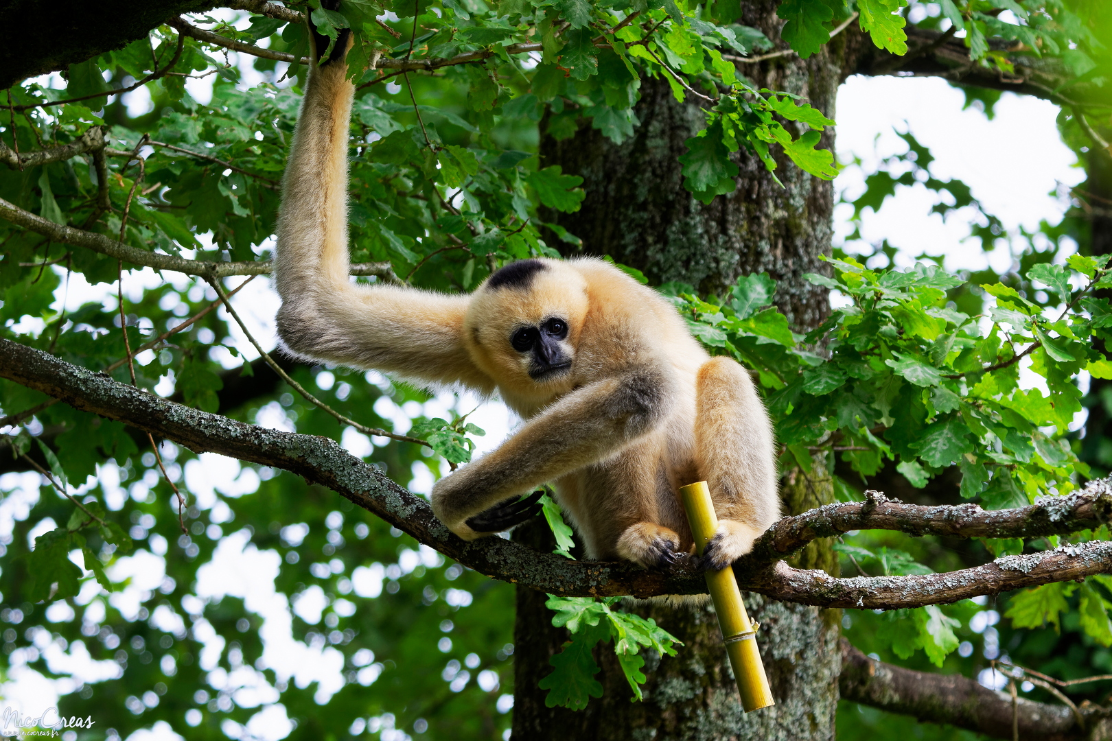 Gibbon à favoris blancs - _DSC4486_DxO copie.jpg