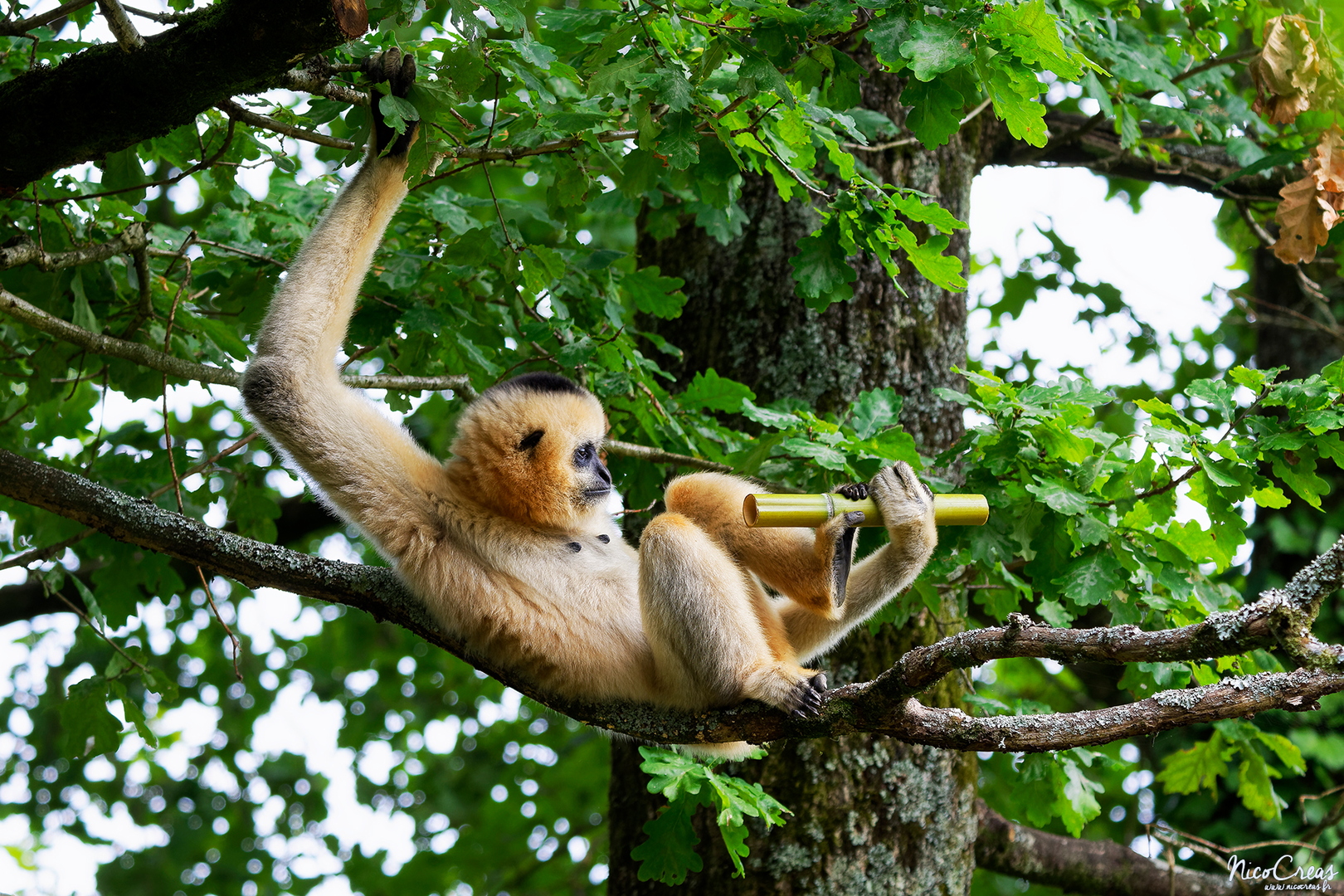 Gibbon à favoris blancs - _DSC4489_DxO copie.jpg