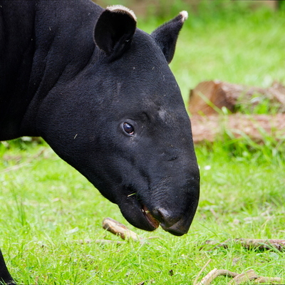 Tapir malais