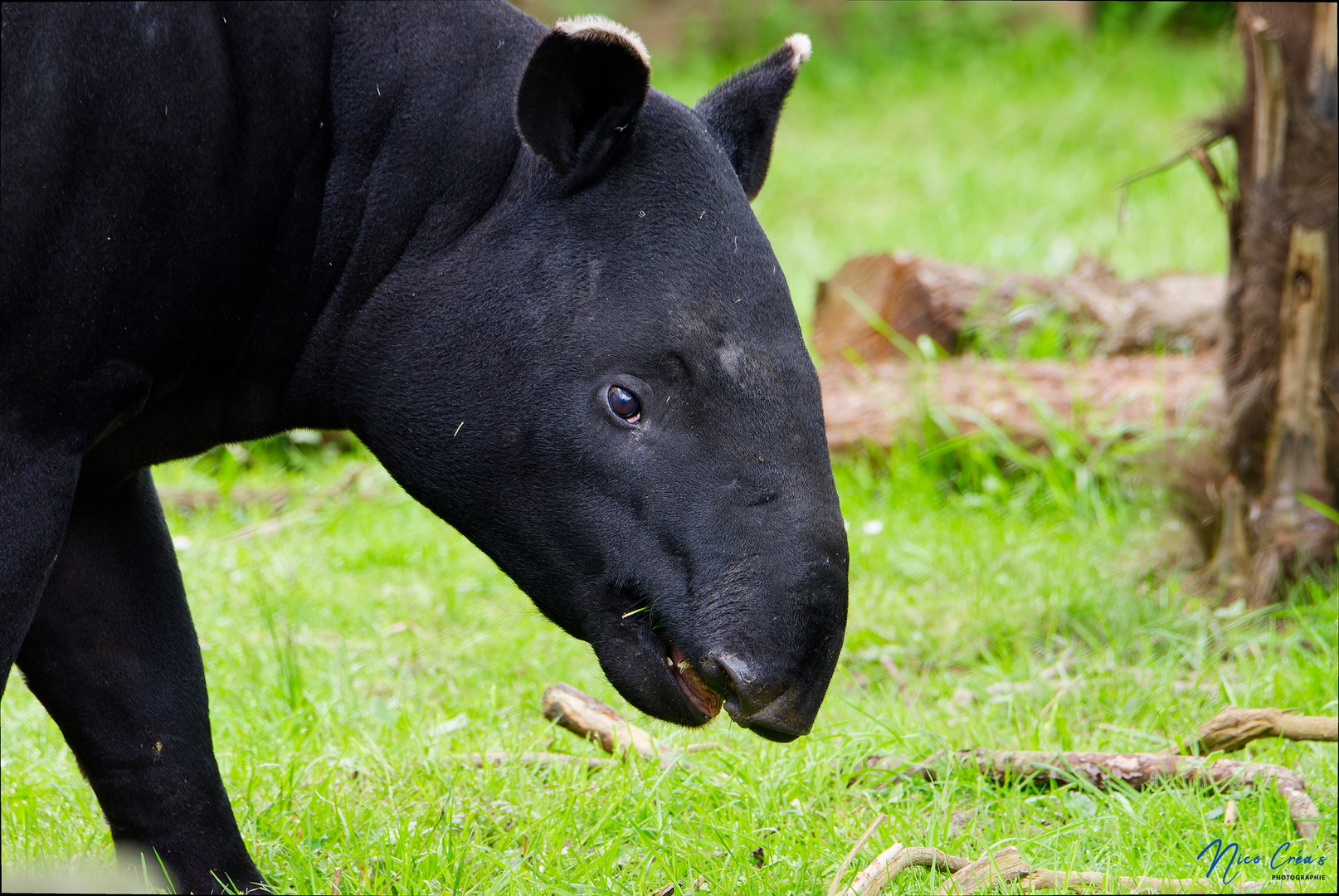Tapir malais - _DSC1052_DxO copie.jpg