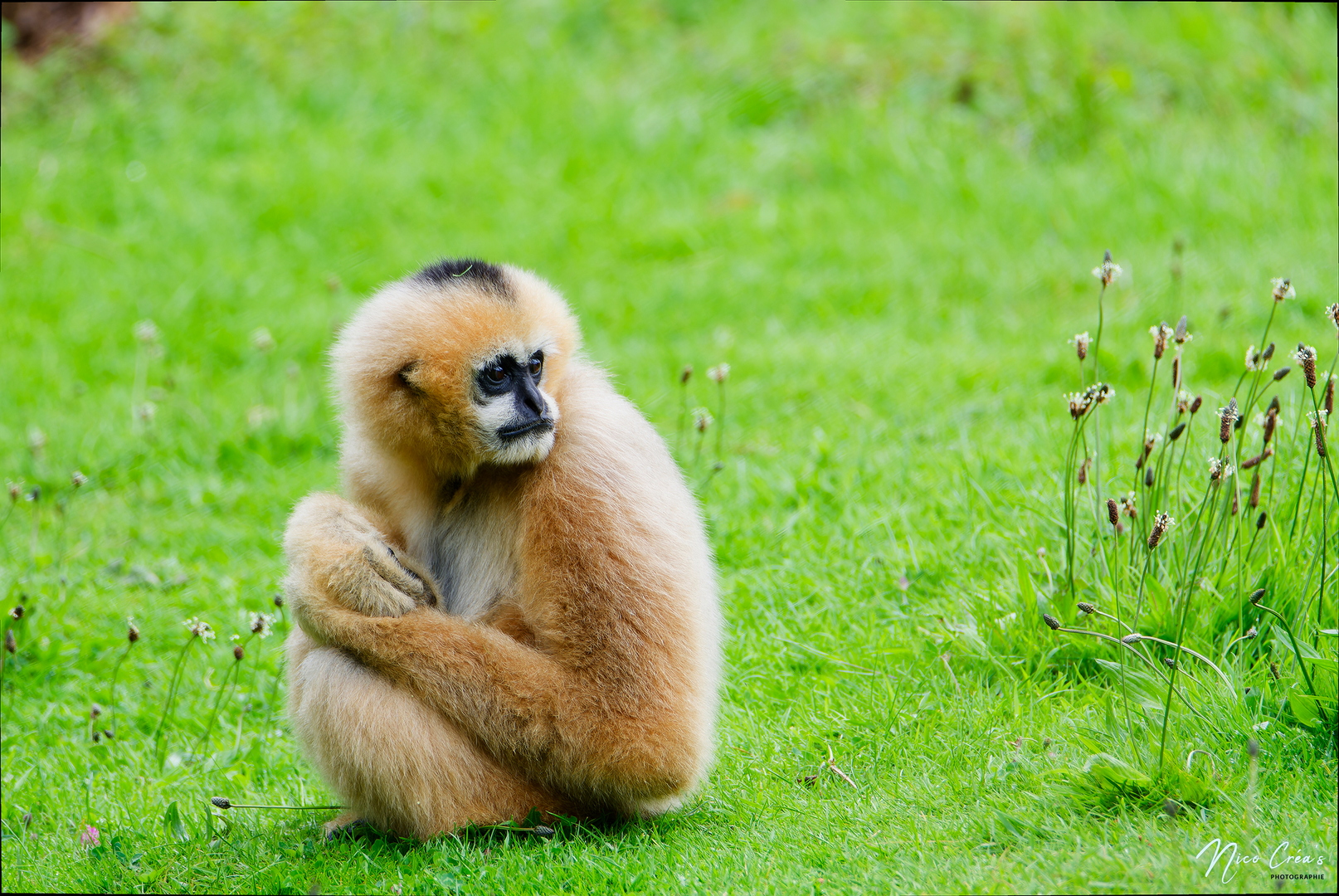 Gibbon à favoris blanc - _DSC1502_DxO copie.jpg