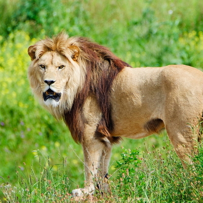 Lion d’Afrique