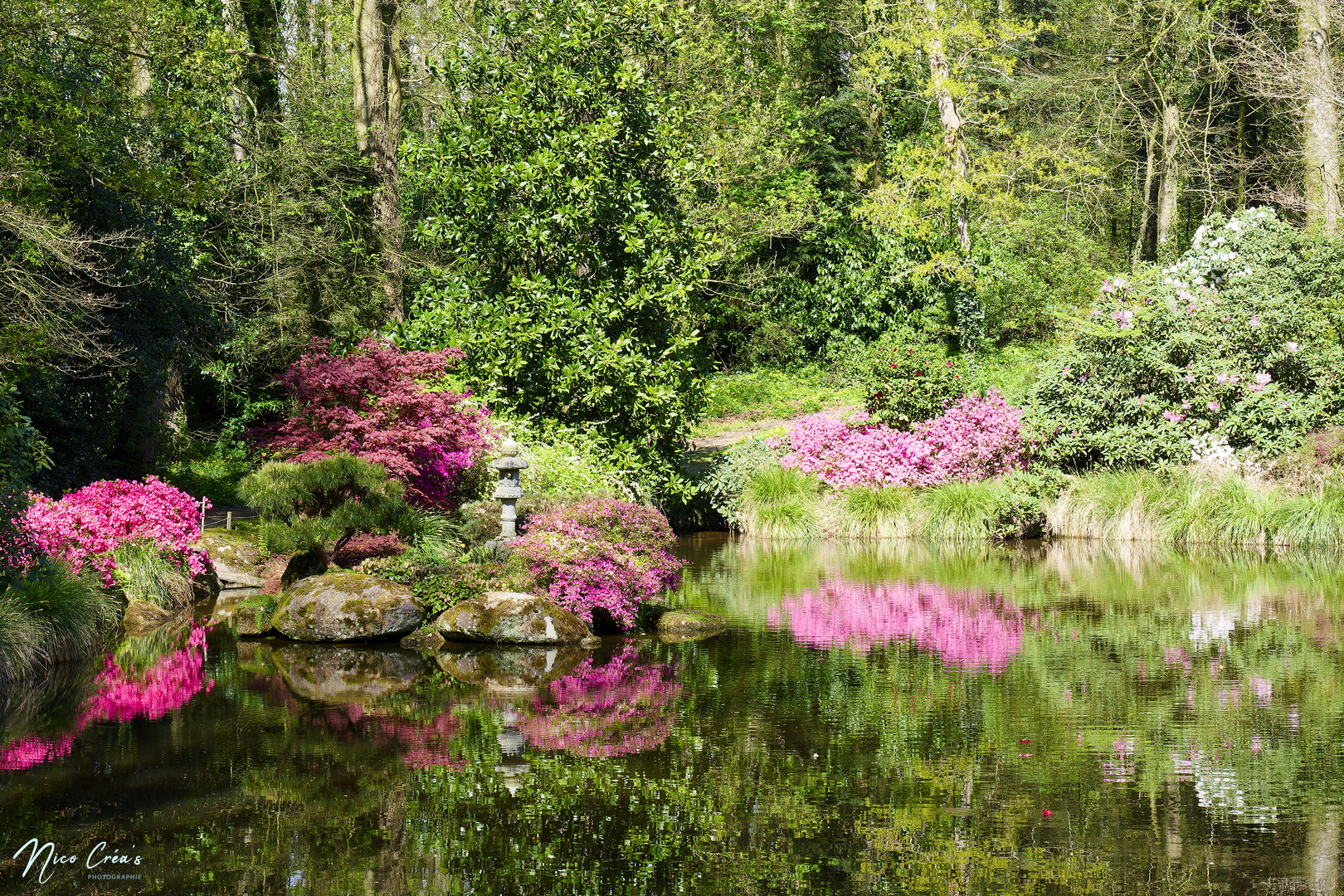 Parc botanique de haute Bretagne - Jardin du soleil levant - _DSC8247_DxO copie.jpg
