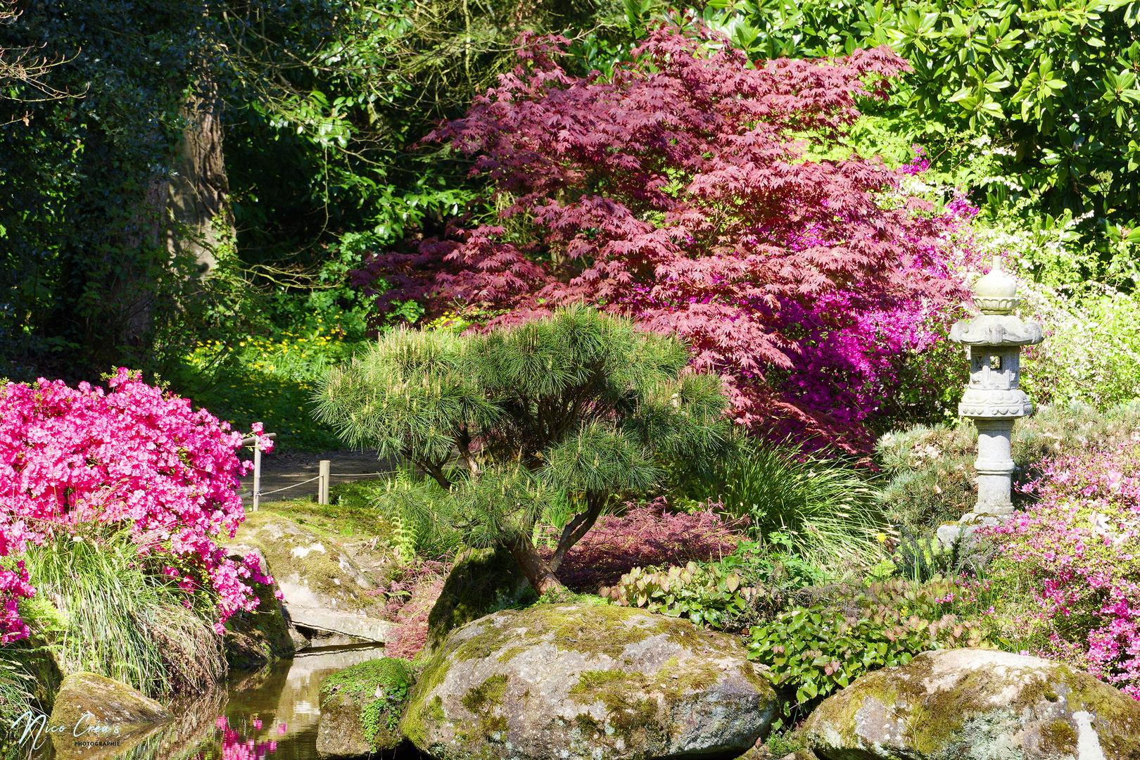 Parc botanique de haute Bretagne - Jardin du soleil levant - _DSC8284_DxO copie.jpg