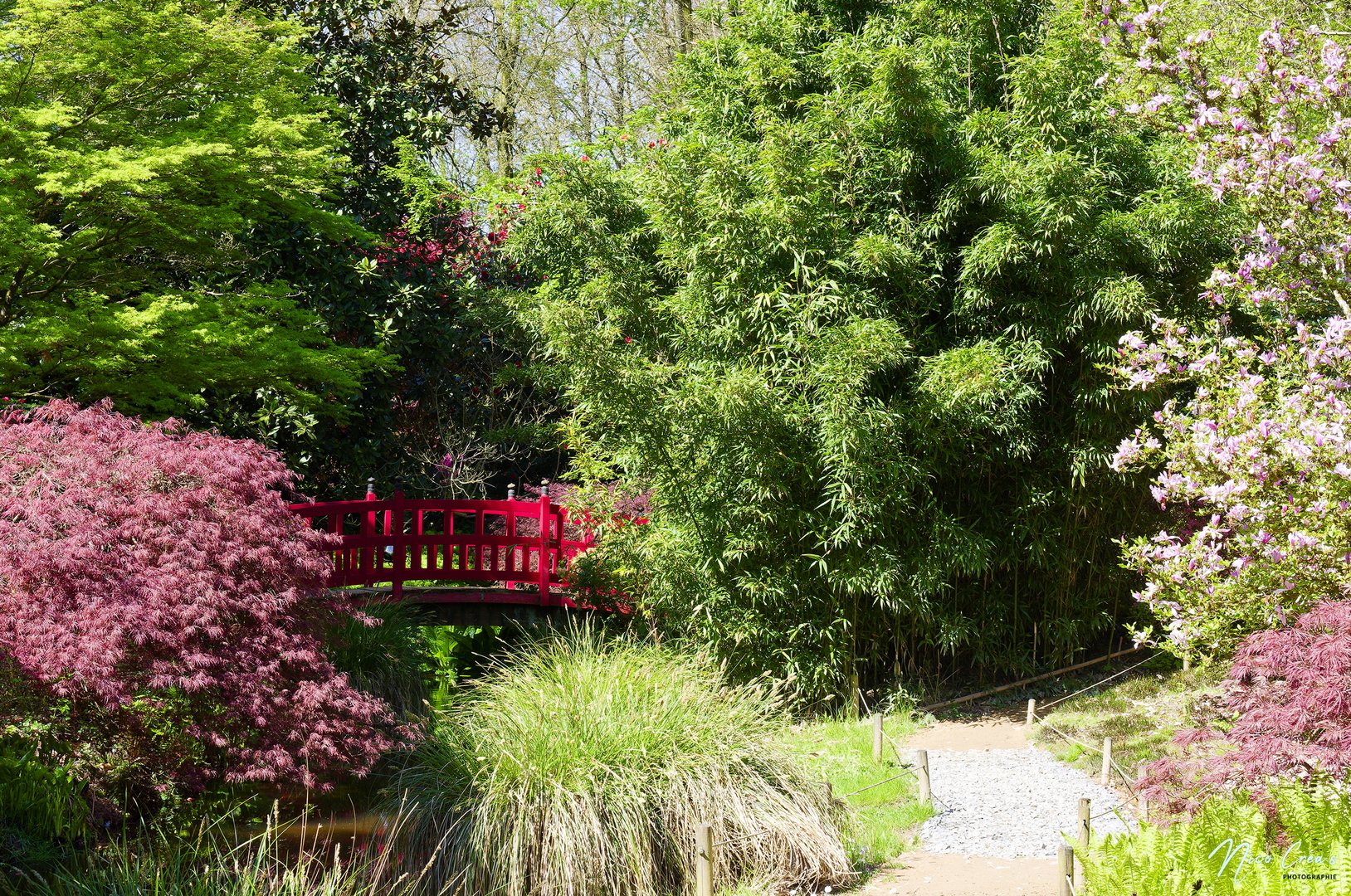 Parc botanique de haute Bretagne - Jardin du soleil levant - _DSC8411_DxO copie.jpg